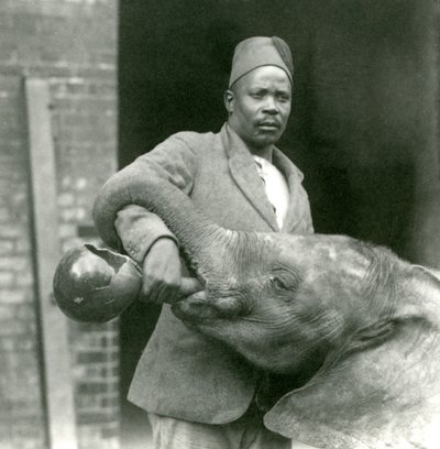 ダリシャ、ロンドン動物園、1923年9月（bw写真）によって飲み物を与えられている若いアフリカ象キベレンゲ 作： Frederick William Bond